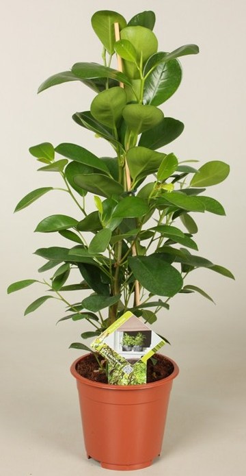 Ficus microcarpa moclame stell