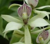 Encyclia fragrans (Anacheilium fragrans)