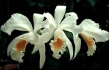 Cattleya gaskelliana var. alba