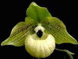 Paphiopedilum malipoense