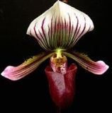 Paphiopedilum barbatum var. nigritum