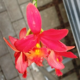 Epidendrum radicans Red 