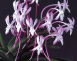 Neofinetia falcata