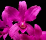 Cattleya bowringiana Red