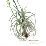 Tillandsia ´Holm´s Sphinx´ (reichenbachii x mallemontii)