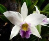 Laelia anceps var. veitchiana