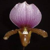 Paphiopedilum charlesworthii