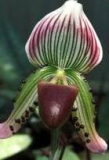 Paphiopedilum callosum - nakvétající