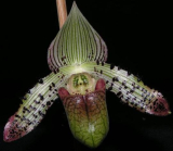 Paphiopedilum argus