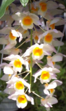 Dendrobium farmeri