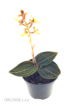 Ludisia discolor ´Lemon´