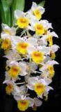 Dendrobium thyrsiflorum