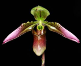 Paphiopedilum appletonianum (hainanense) - nakvétající