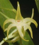 Angraecum calceolus