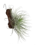 Tillandsia magnusiana