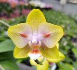 Phalaenopsis Yaphon Green Batman