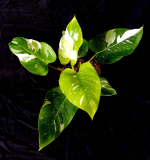 Philodendron ´White Princess´