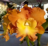 Rhyncholaeliocattleya Star of Siam 