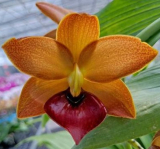 Cycnoches Taiwan Gold Orange