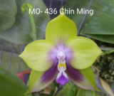 Phalaenopsis Mituo Prince Chin Ming