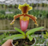 Paphiopedilum x herrmanii