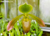 Paphiopedilum lunatum - nakvétající nebo kvetoucí