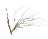 Tillandsia ´Mikado´ (mallemontii × linearis)