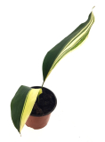 Aspidistra elatior ´Variegata´