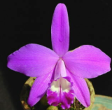 Laelia sincorana - navázána