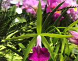 Brassocattleya Gulfshores Beauty Green