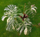 Monstera deliciosa ´Thai Constelation´