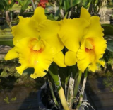 Cattleya Thongsuk Delight