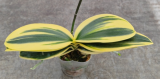 Phalaenopsis Sogo Vivien Sogo F858