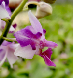 Phalaenopsis Memoria Val Rettig Peloric - nakvétající nebo kvetoucí