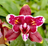 Phalaenopsis (Yaphon Perfum x Taida Perl) ES - kvetoucí