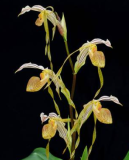 Paphiopedilum platyphyllum