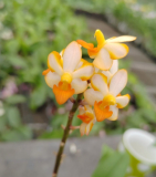Vandanopsis Pulcherrimin - nakvétající nebo kvetoucí
