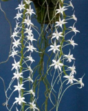 Aerangis cryptodon