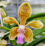 Vanda Ratchaburi Beauty