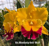 Brassolaeliocattleya Monthatip Gold No.2