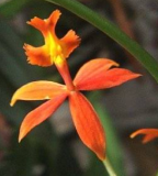 Epidendrum ibaguense Vermelho