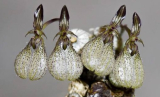 Bulbophyllum polliculosum