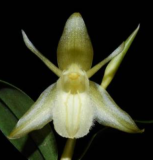 Coelogyne fimbriata var. alba