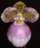 Paphiopedilum micranthum