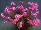 Epidendrum Sister My Love