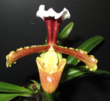 Paphiopedilum sulivongii